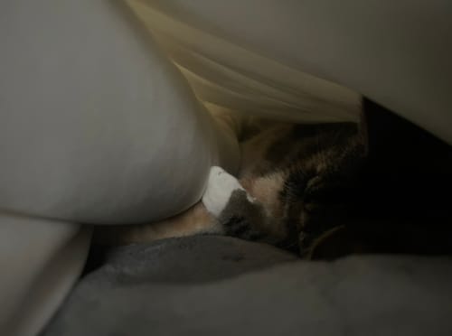 Customer photo review of Mellow CloudAlign™ Pillow