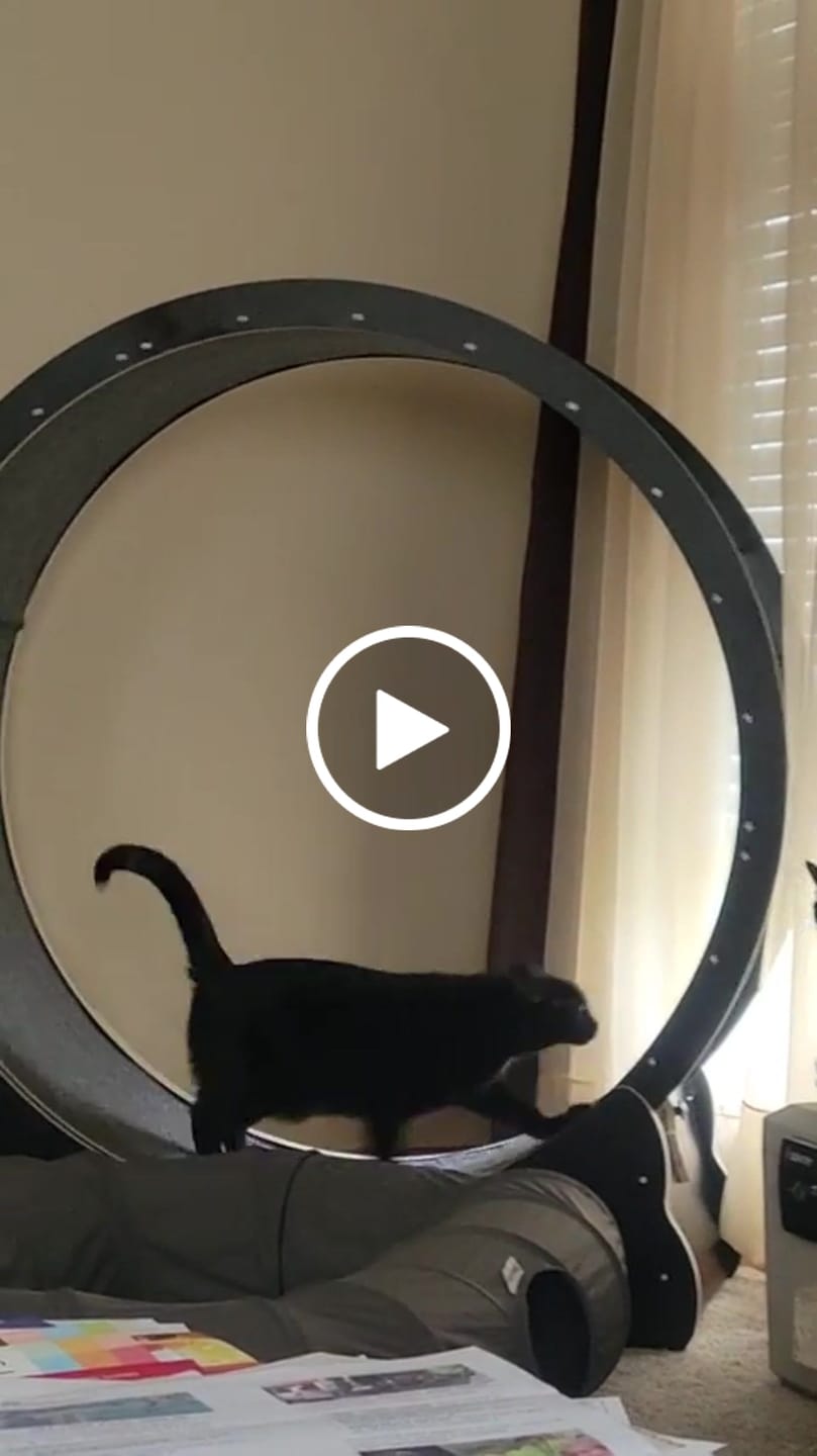 Customer video review of Nordic Beast Cat Wheel — Built for Large, High Energy Indoor Cats