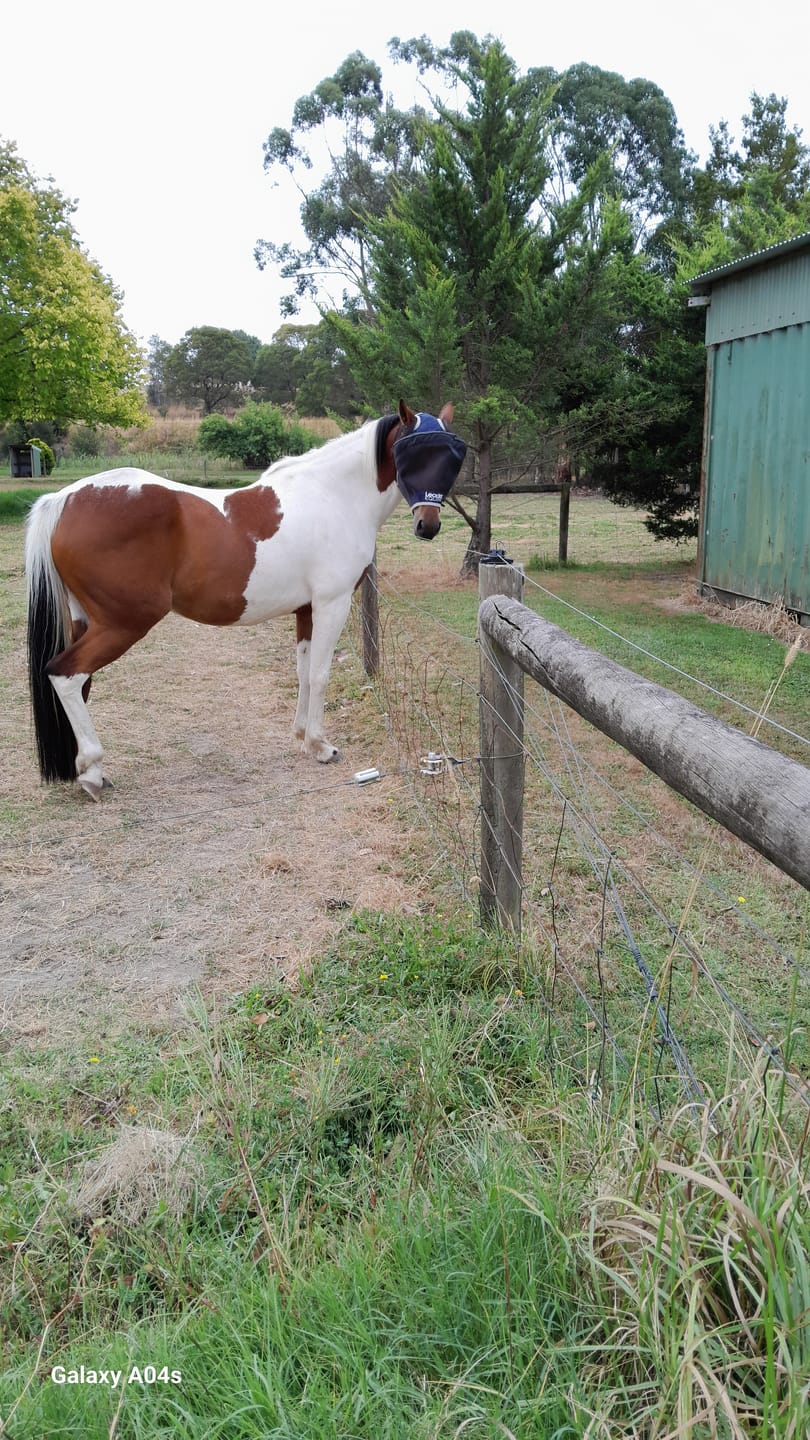 Customer photo review of LE Outback Flymask Original
