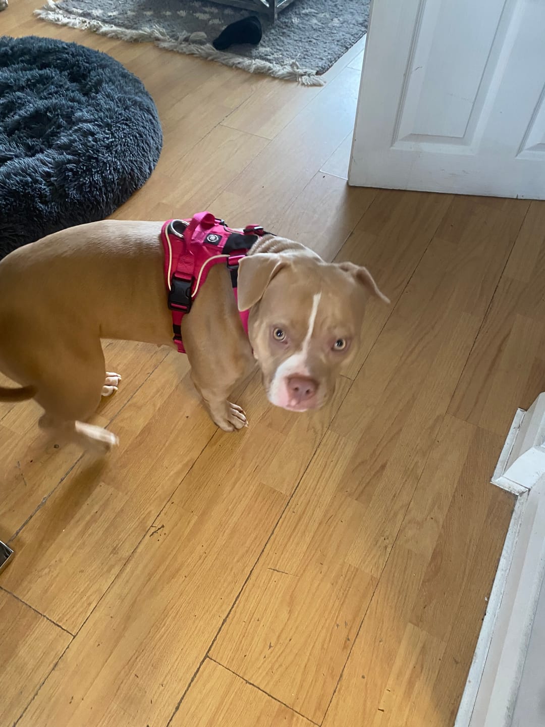 Customer photo review of Anti Pull Hurricane Harness Lighter | With Handle - Carminerose