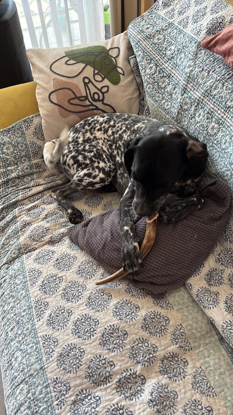 Customer photo review of Asta de ciervo para perros - Regular