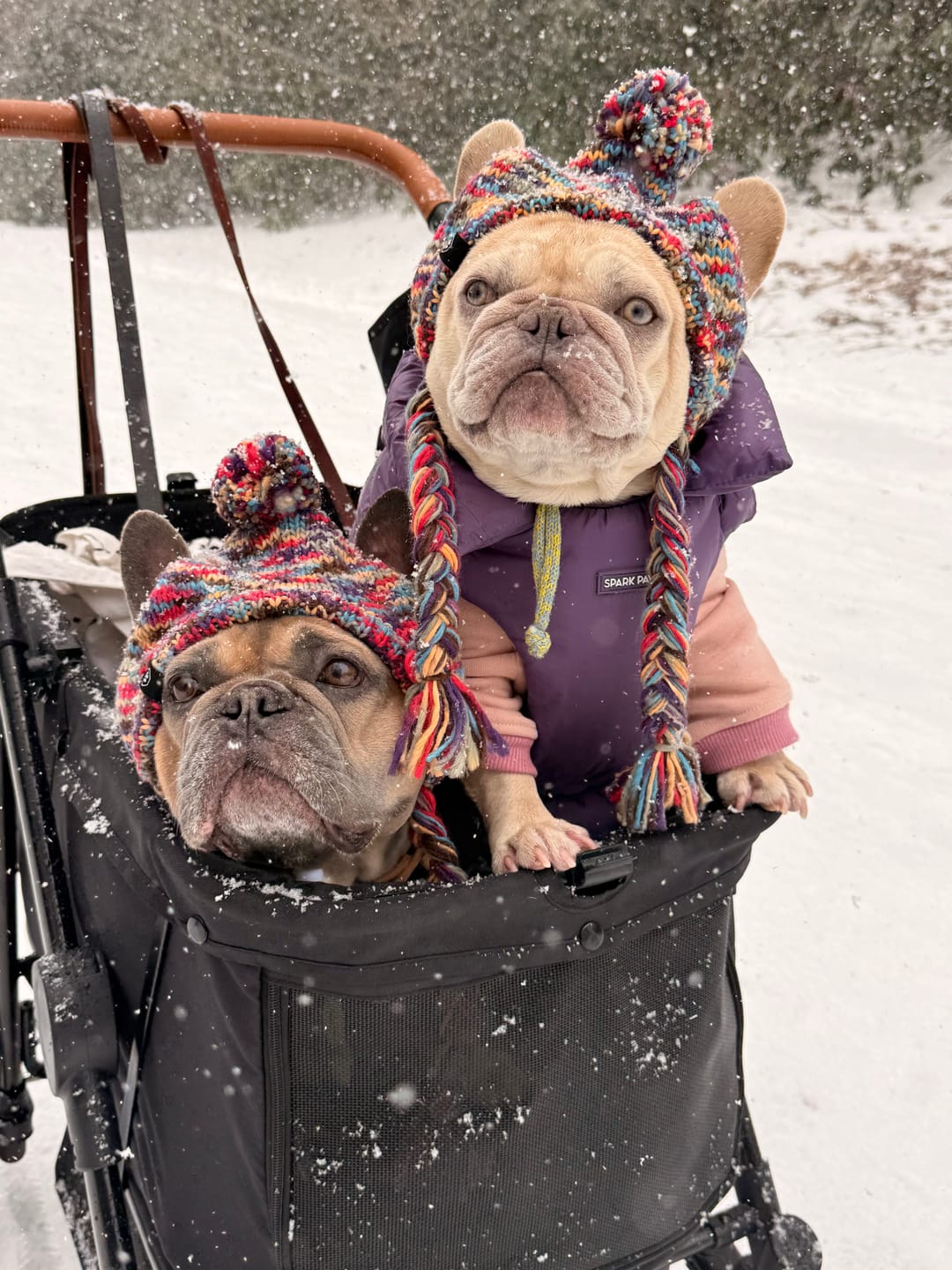 Customer photo review of Knit Pom Pom Dog Beanie Hats