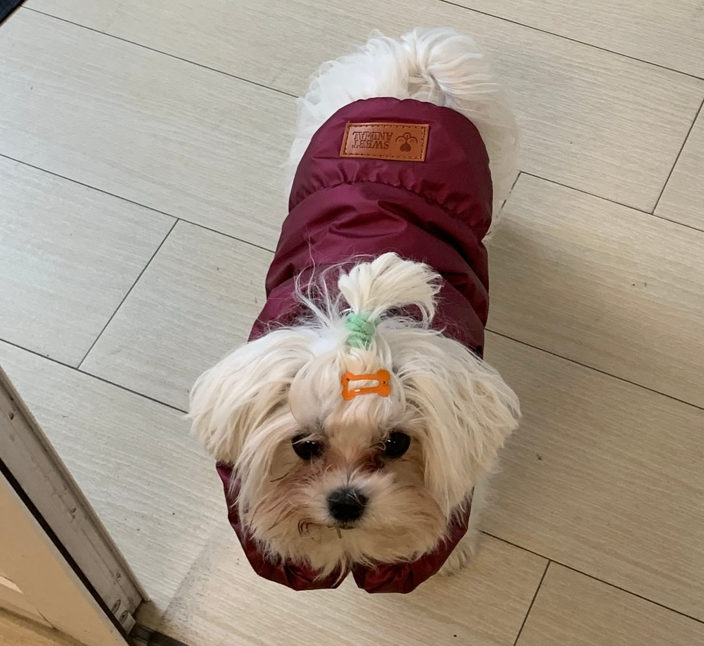 Customer photo review of Sweet Bomber