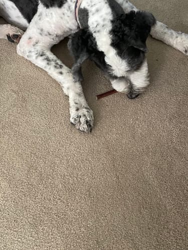 Customer photo review of 12" Gullet Sticks For Dogs