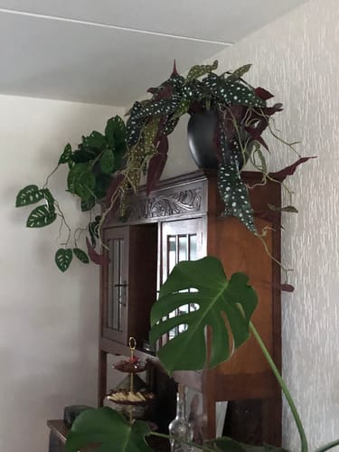 Customer photo review of Begonia Maculata Kunst Hangplant 95cm