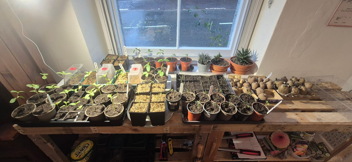 Customer photo review of Pianta Grow Light and Stelo Clip-On Bulb Holder Bundle