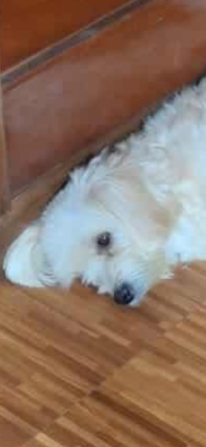 Customer photo review of Sulfate Free Dog Grooming Shampoo