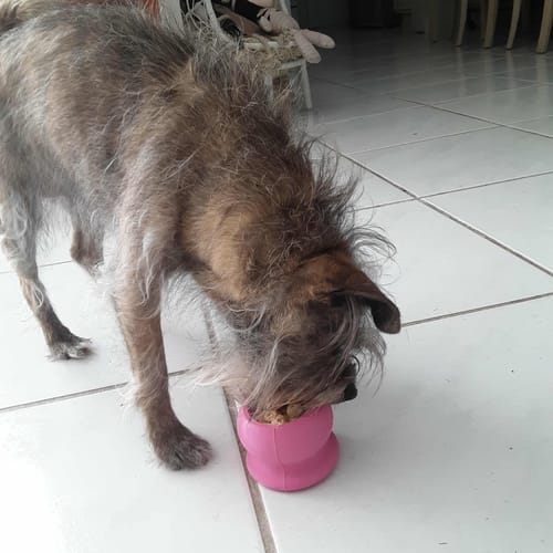 Customer photo review of Freezstick - Indestructible Enrichment Chew