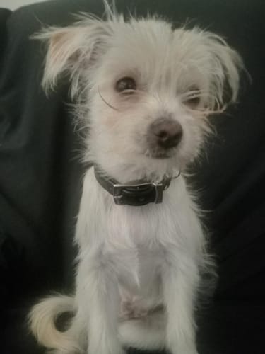 Customer photo review of Hand Made Leather Dog Collar - Tuscan Black (Slim Fit)