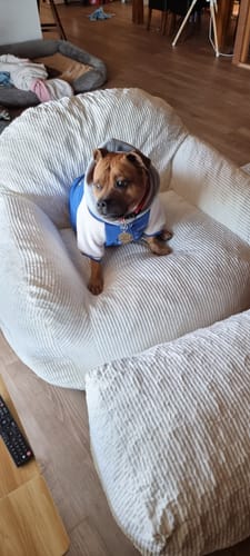 A customer's dog sits on the plush, white corduroy Luxury Foam Relax Chair.