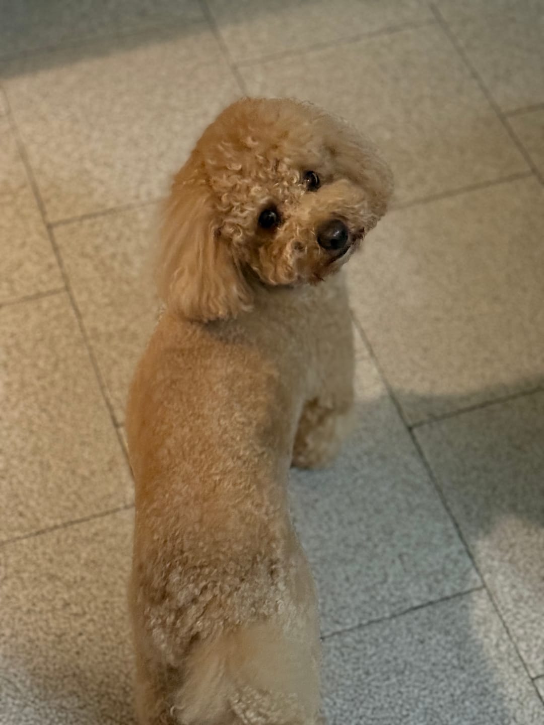 Customer photo review of NUVOLINO, Shampoo volumizzante e ravvivante per cani ricci