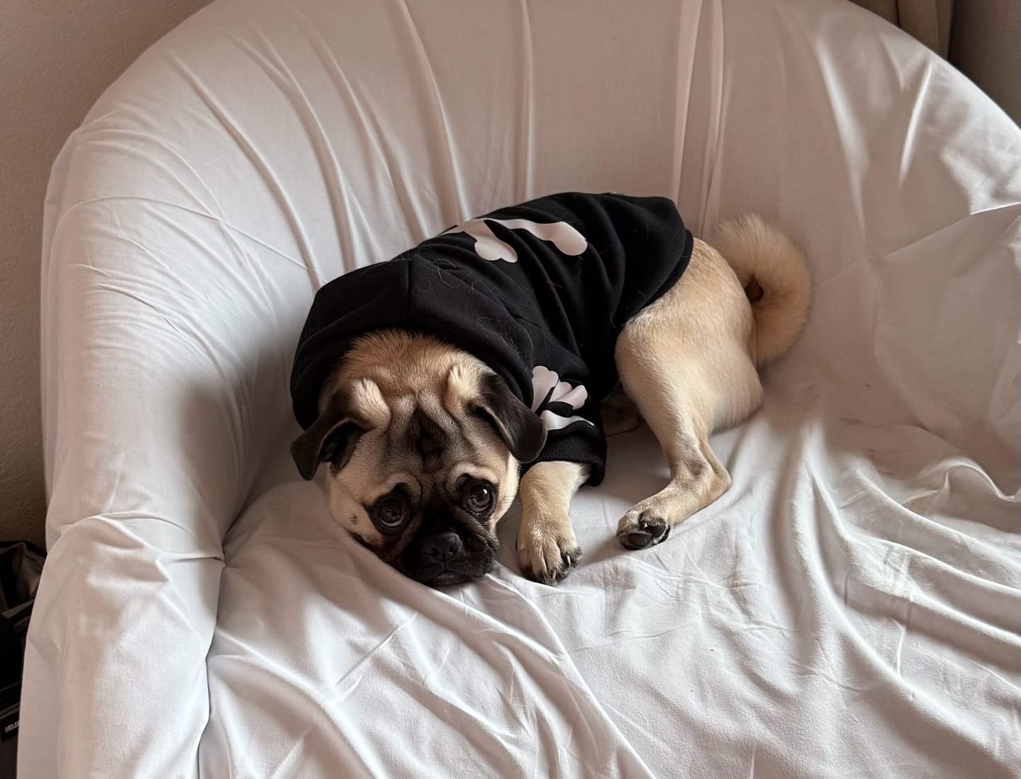 Customer photo review of "WOOF" Dog Hoodie - Black & Reflective