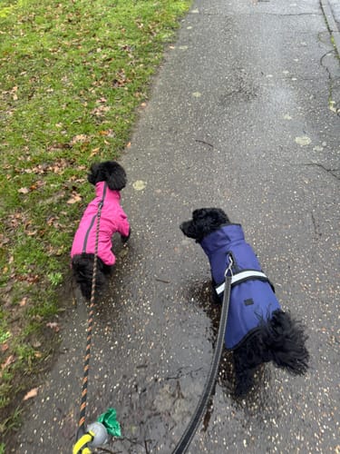 Customer photo review of 3-in-1 Dog Coat