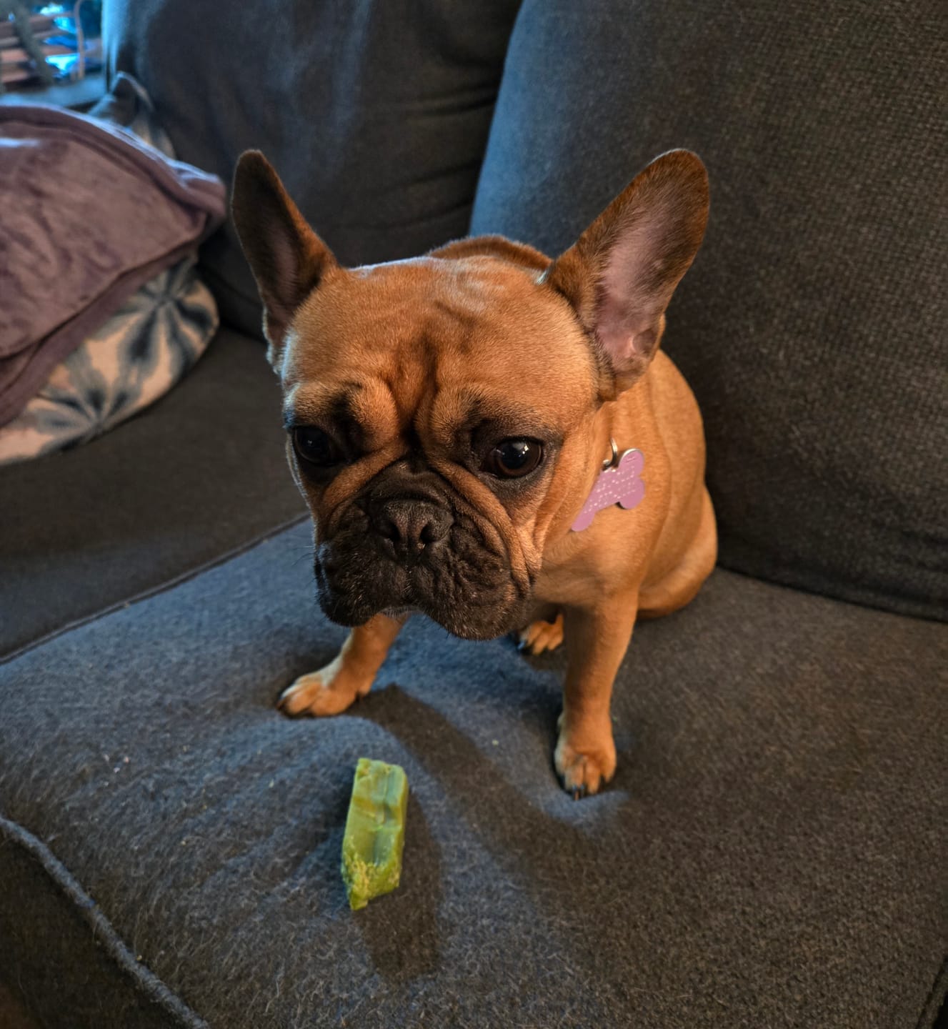 Customer photo review of Himalayan Yak Chew Flavor Pack