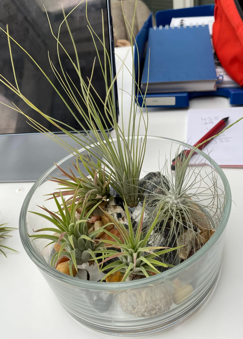Customer photo review of Tillandsia argentea