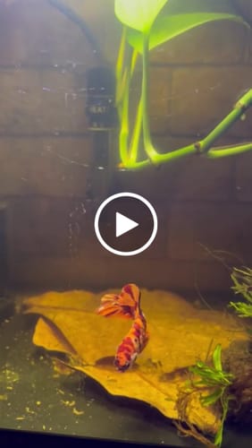 Customer video review of Multicolor King Giant Plakat Male Betta Fish | Mystery Betta