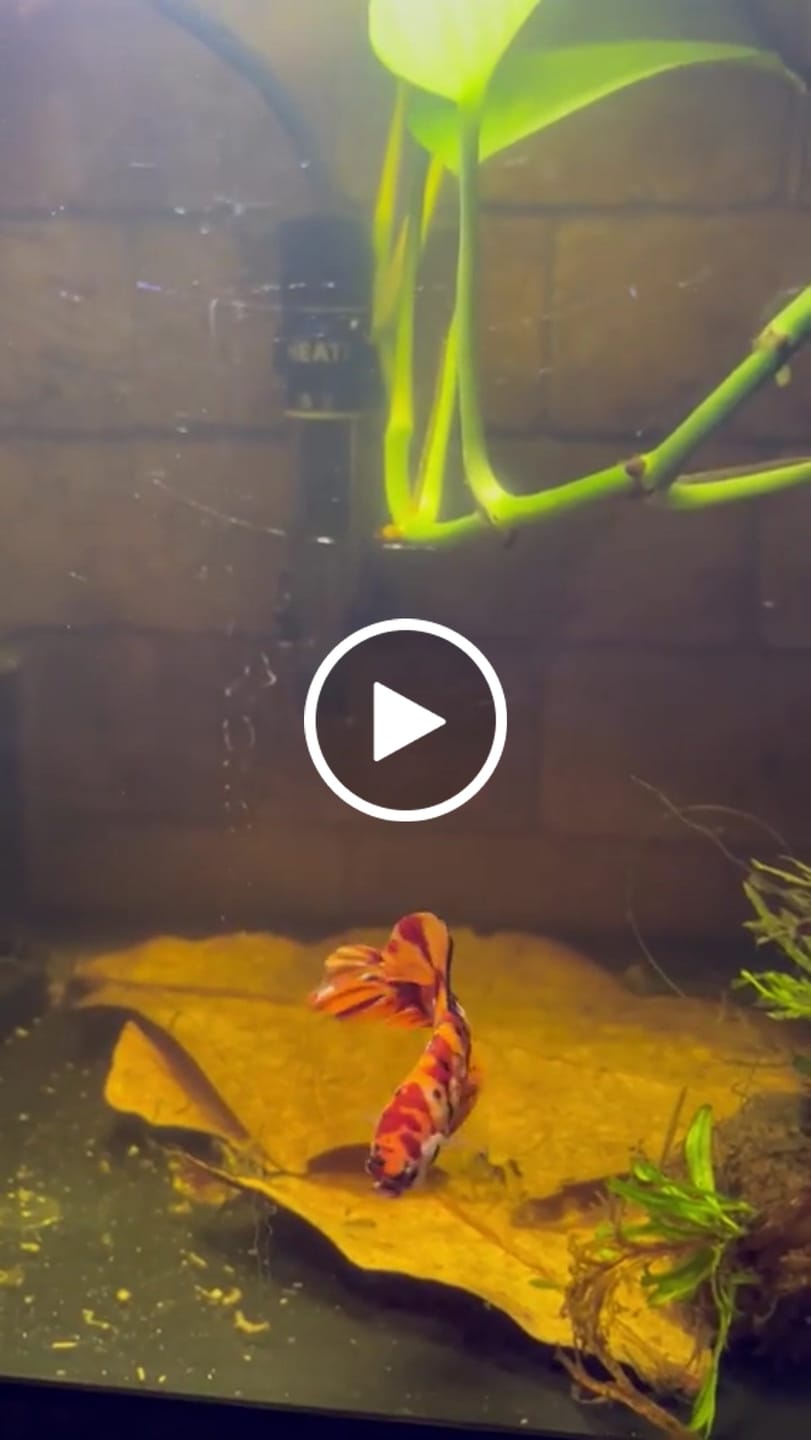 Customer video review of Multicolor King Giant Plakat Male Betta Fish | Mystery Betta