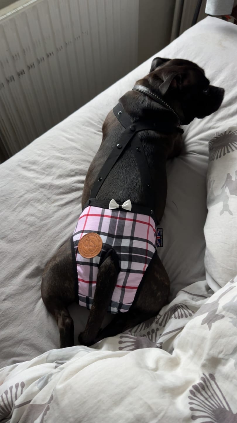 Customer photo review of Staffordshire Bull Terrier 1935® Hygiene Panties with Suspenders - Staffburry Pink