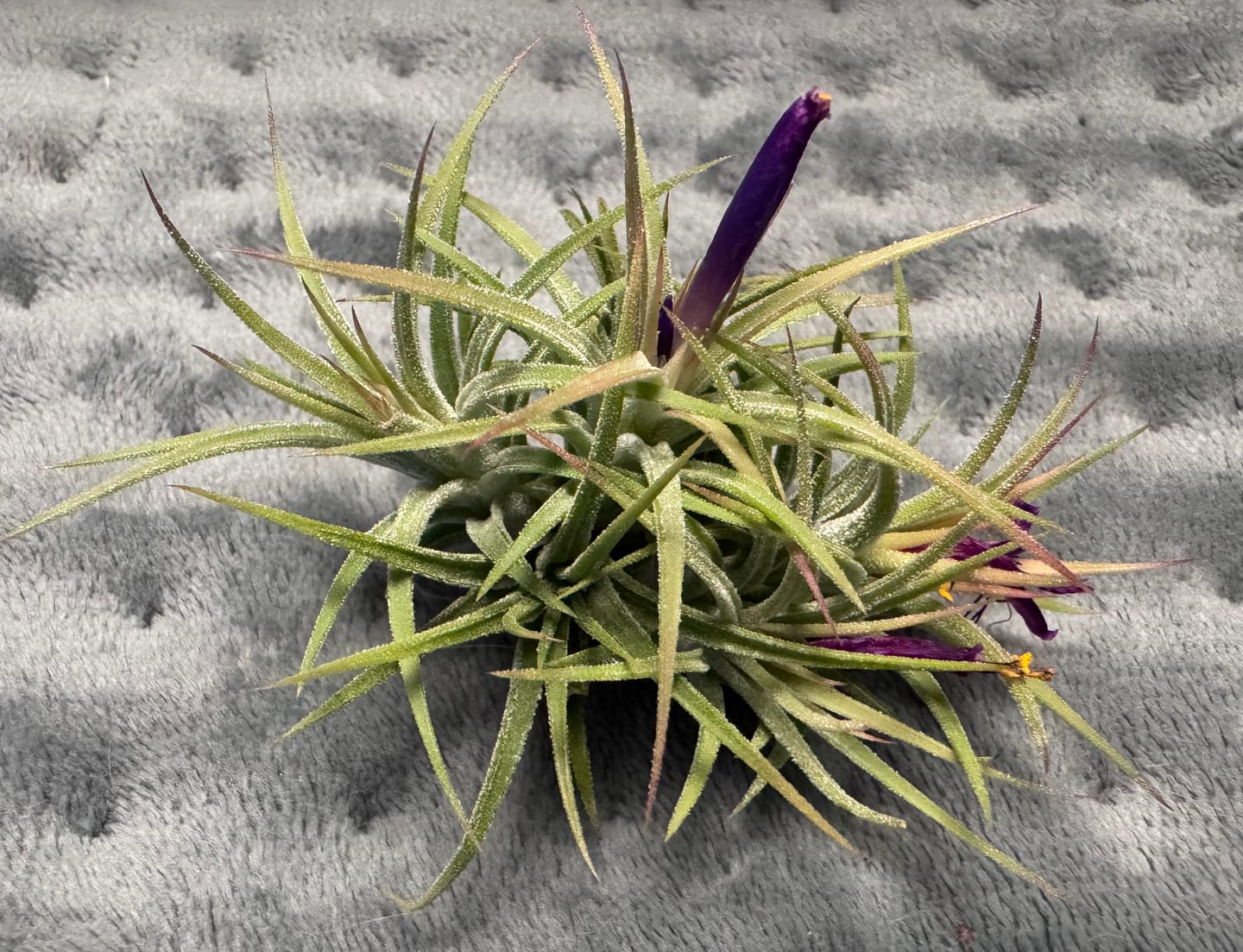 Customer photo review of Tillandsia ionantha 'mexico' - PULK