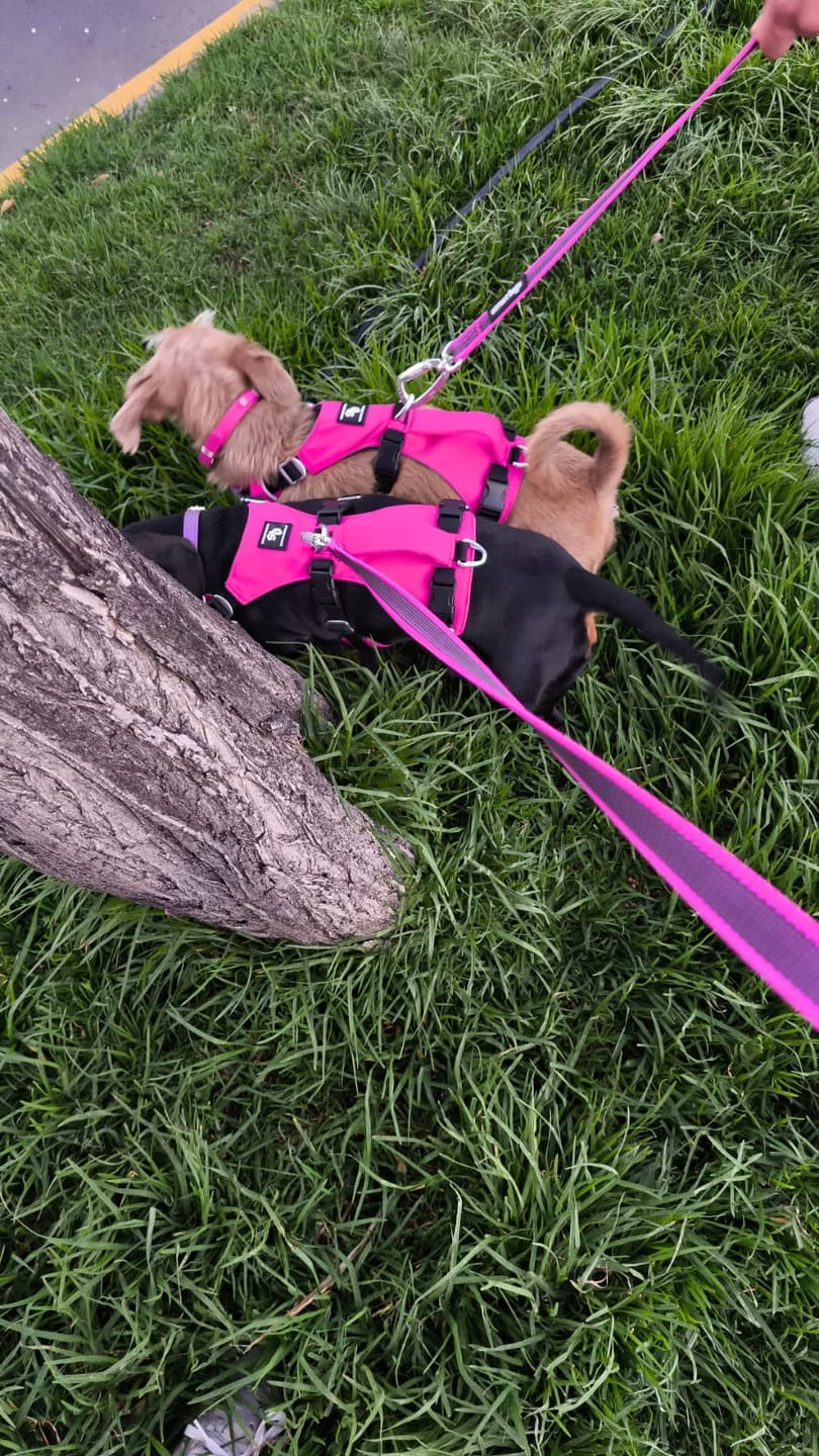 Customer photo review of Arnés Anti-Escape Security Fit para Perros - Street Dogs - Pink