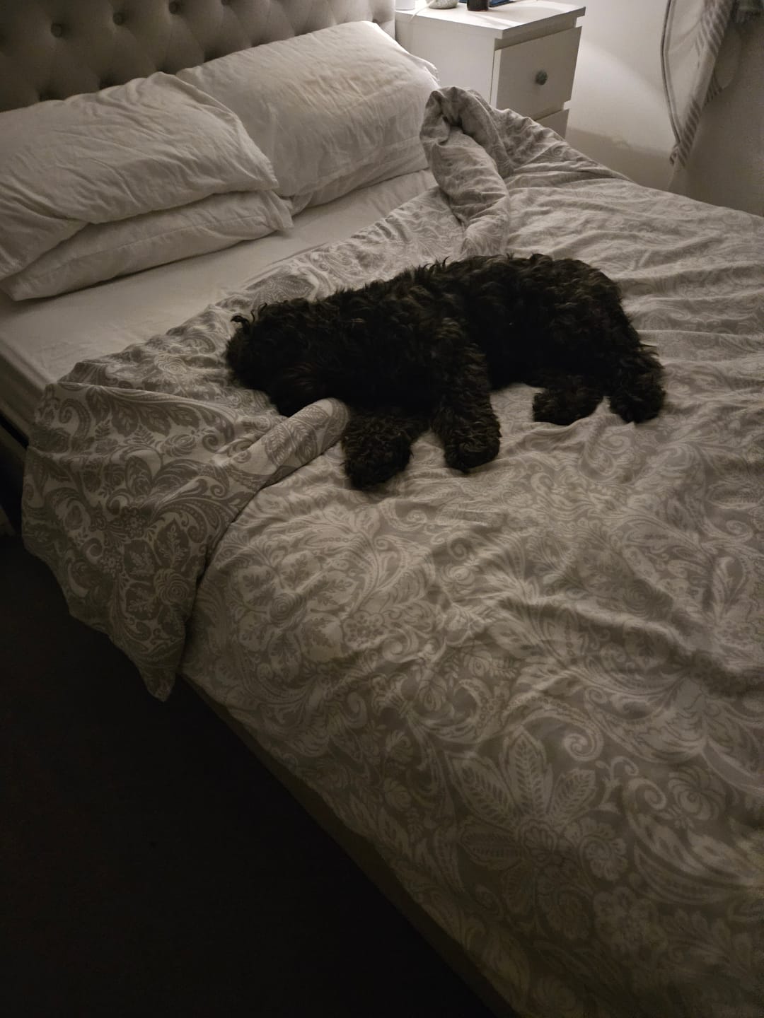 Customer photo review of Savage Pet Perfume