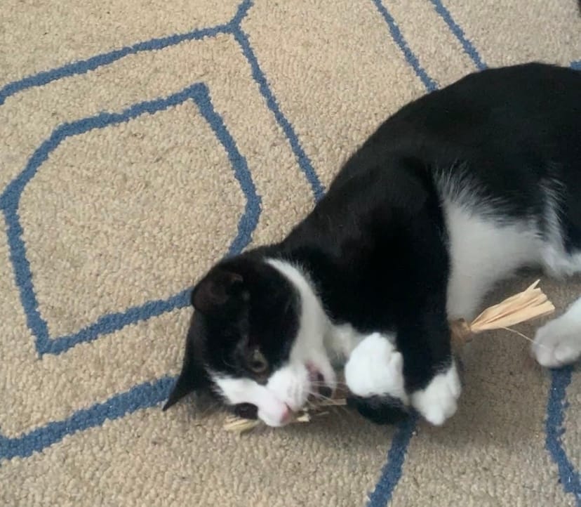 Customer photo review of RYERCAT Silvervine Cat Dental Sticks (Canada)