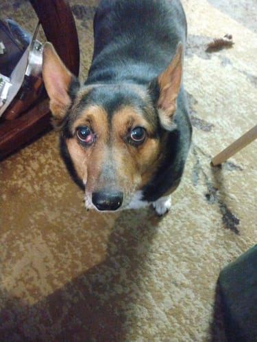 Customer photo review of Bestie Balance