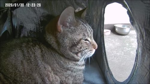 Customer photo review of AllGuard Outdoor Heated Cat House – Final Sale