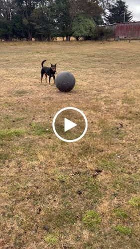 Customer video review of Outback Herder