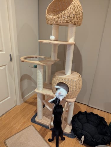 Customer photo review of Premium Solid Oak Wood Cat Tree with Woven Rattan Beds(81005S)-Height 175cm