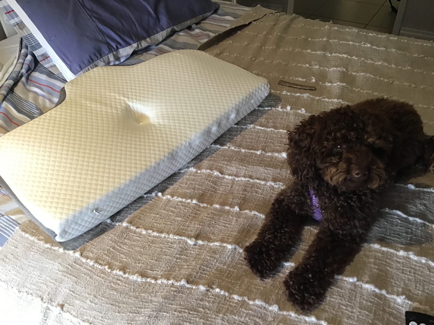 Customer photo review of Butterfly Comfort Neck Pillow Buy 1 Get 1 FREE