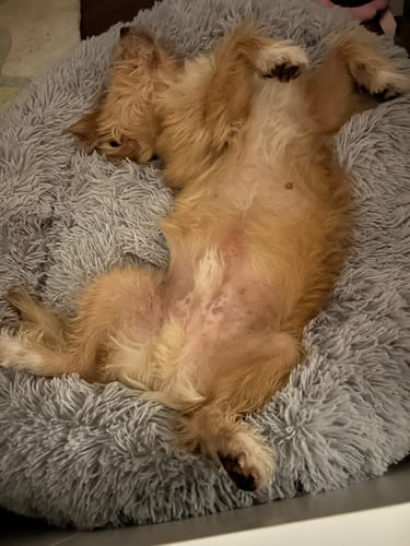 Customer photo review of Puppery Hundebett Wolke 7 - Das Original