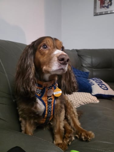 Customer photo review of Disney© Tough Trails™ Harness - Woody