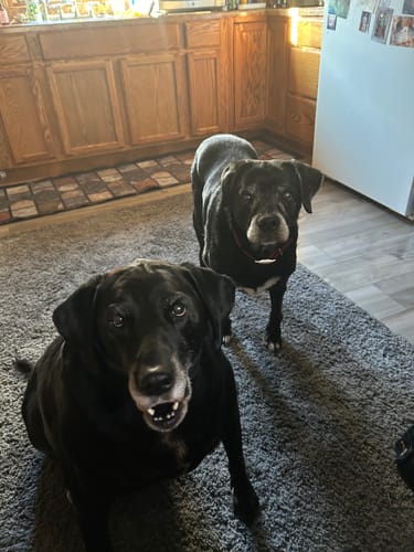 Reviewer's two senior black dogs in a kitchen. The dog in the foreground is sitting up and looking alert.