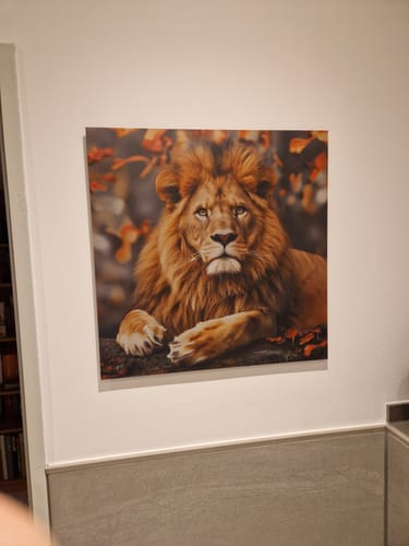 Customer photo review of Aluminiumbild gebürstet | Stolzer Blick des Löwen | Quadrat