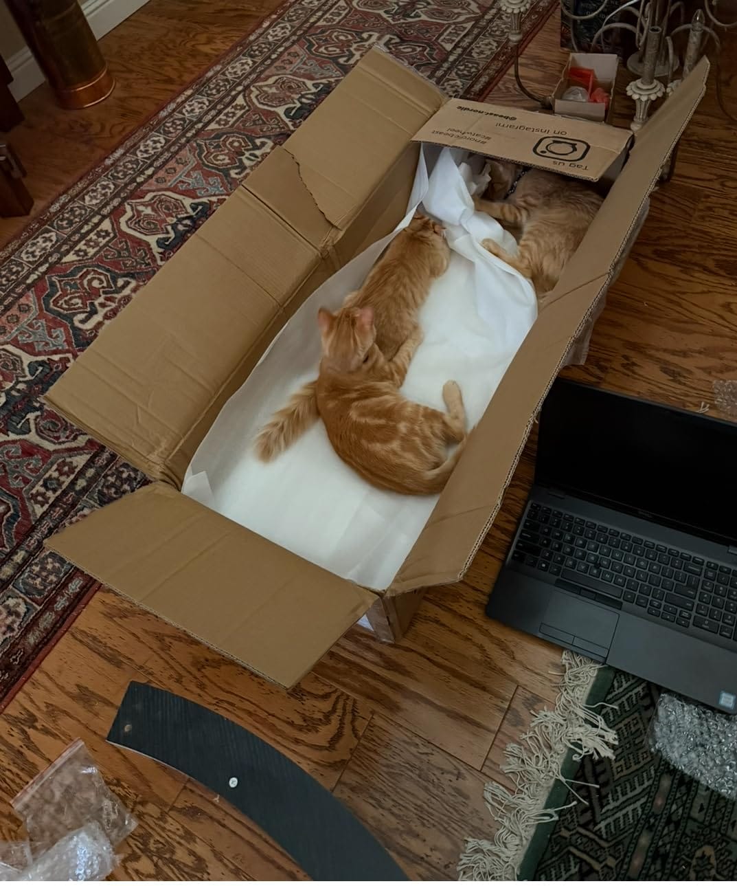 Customer photo review of Nordic Beast Cat Wheel — Built for Large, High Energy Indoor Cats