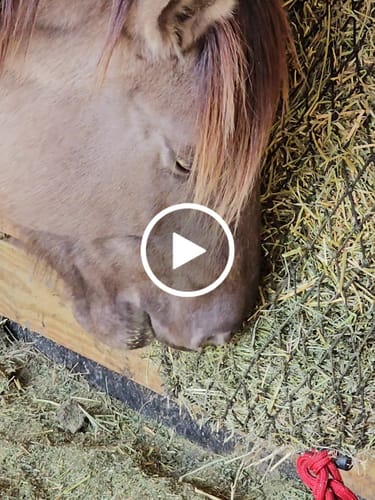 Customer video review of Hay Chix® Half Bale Net
