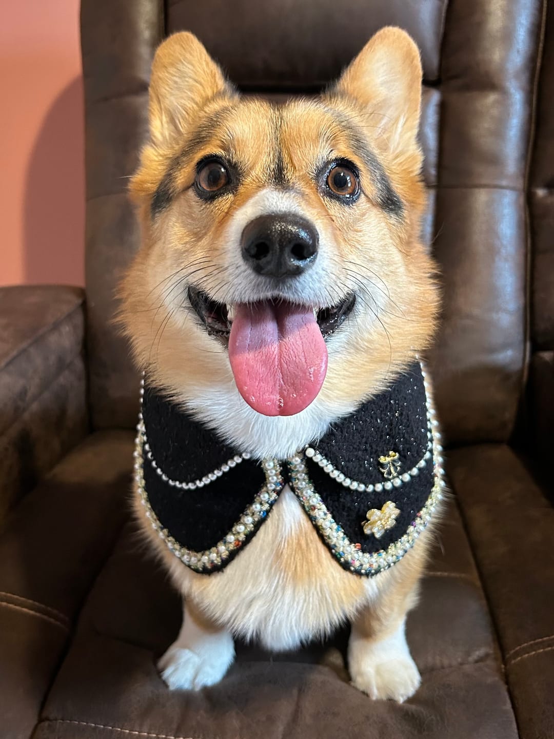 Customer photo review of Jacqueline – Black & White Pearl Dog Jacket | Chic Formal Look