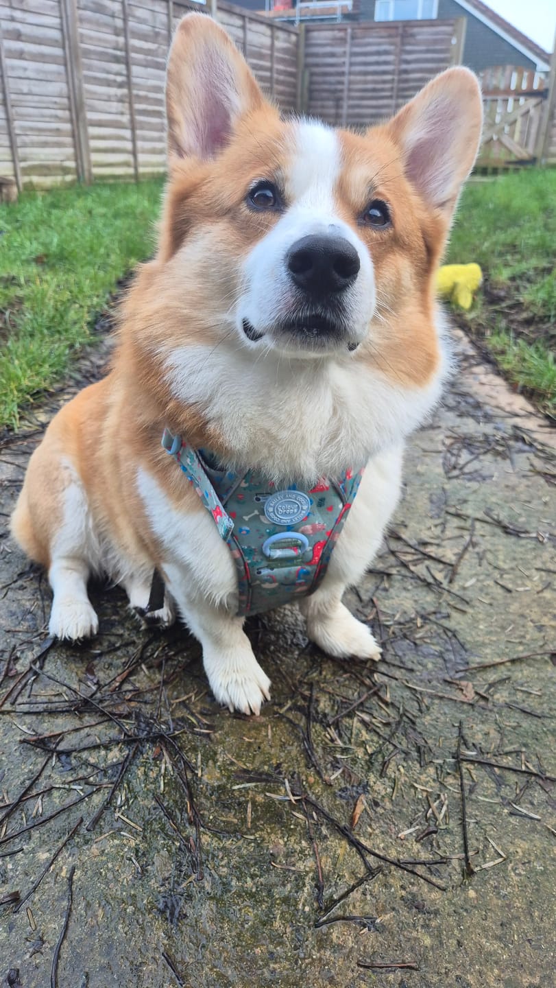Customer photo review of Dinosaur Dog Harness – Dino Party Reflective No-Pull