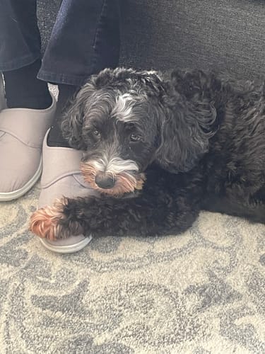 Customer photo review of Dog Skin Rescue Kit