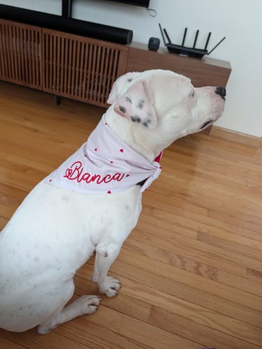 Customer photo review of Personalized Valentine Heart Dog Bandana – Pink Gingham or White