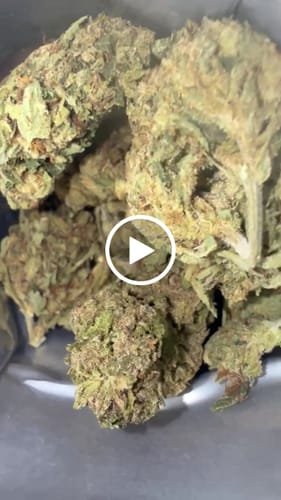 Customer video review of THCA Queen