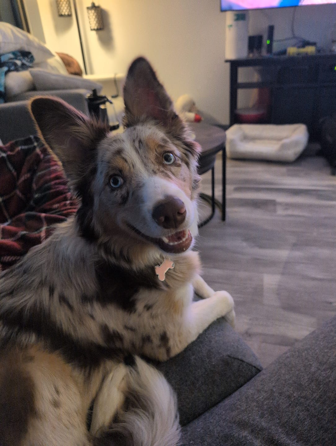 Customer photo review of 6 Inch Jumbo Braided Bully Stick