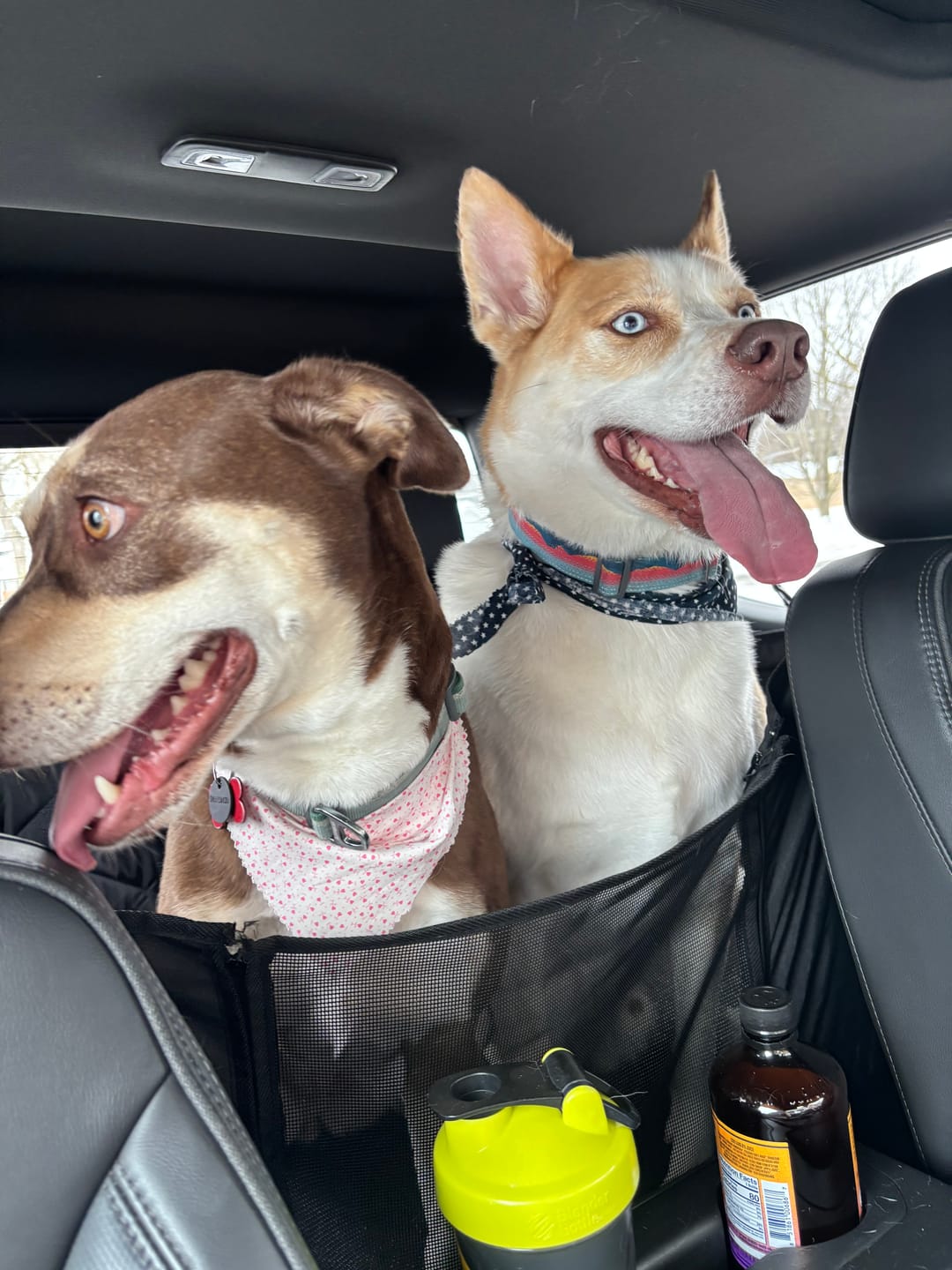 Customer photo review of 4Knines Hard Bottom Extender Car Seat Cover for Dogs - XL