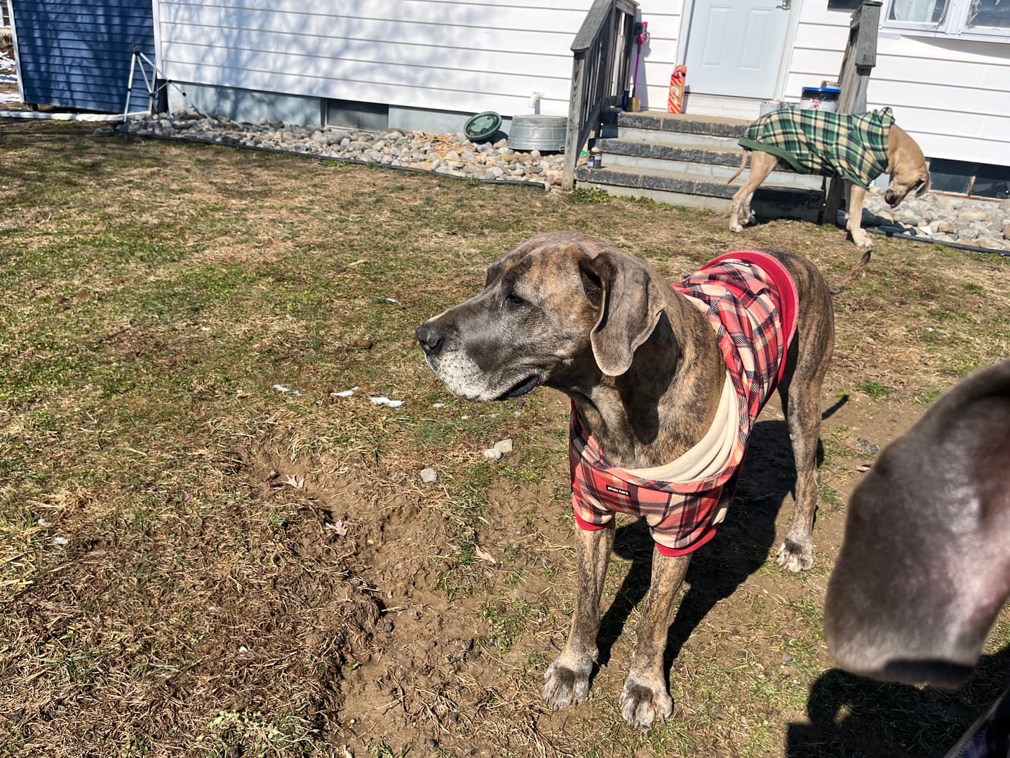 Customer photo review of Red Plaid Dog Hoodie