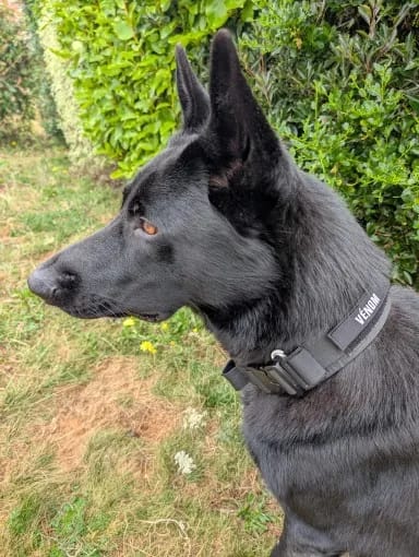 Customer photo review of 2.5" ProGuard Collar