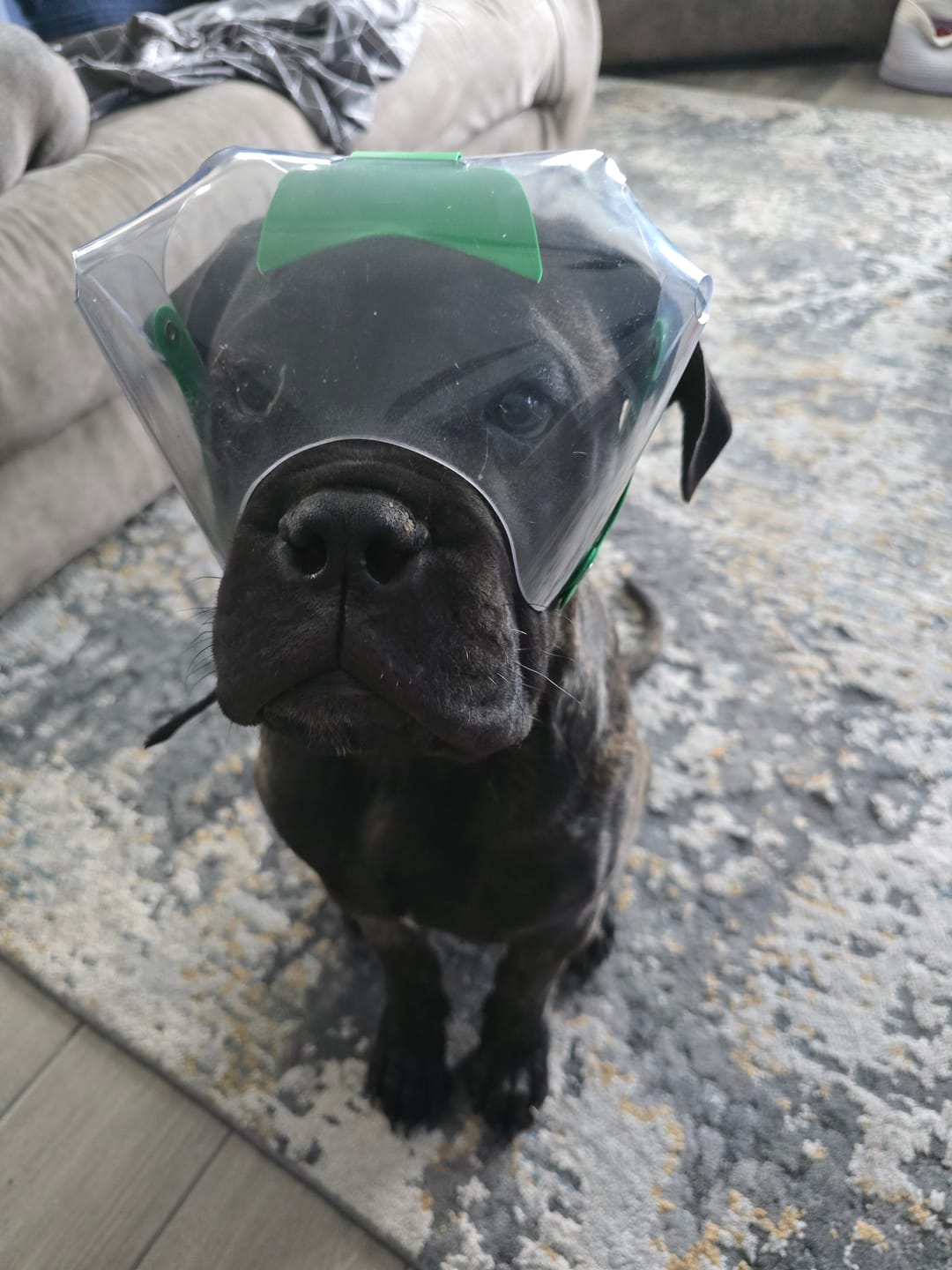 Customer photo review of OptiVizor - Short Snout Version - Clear UV Tint
