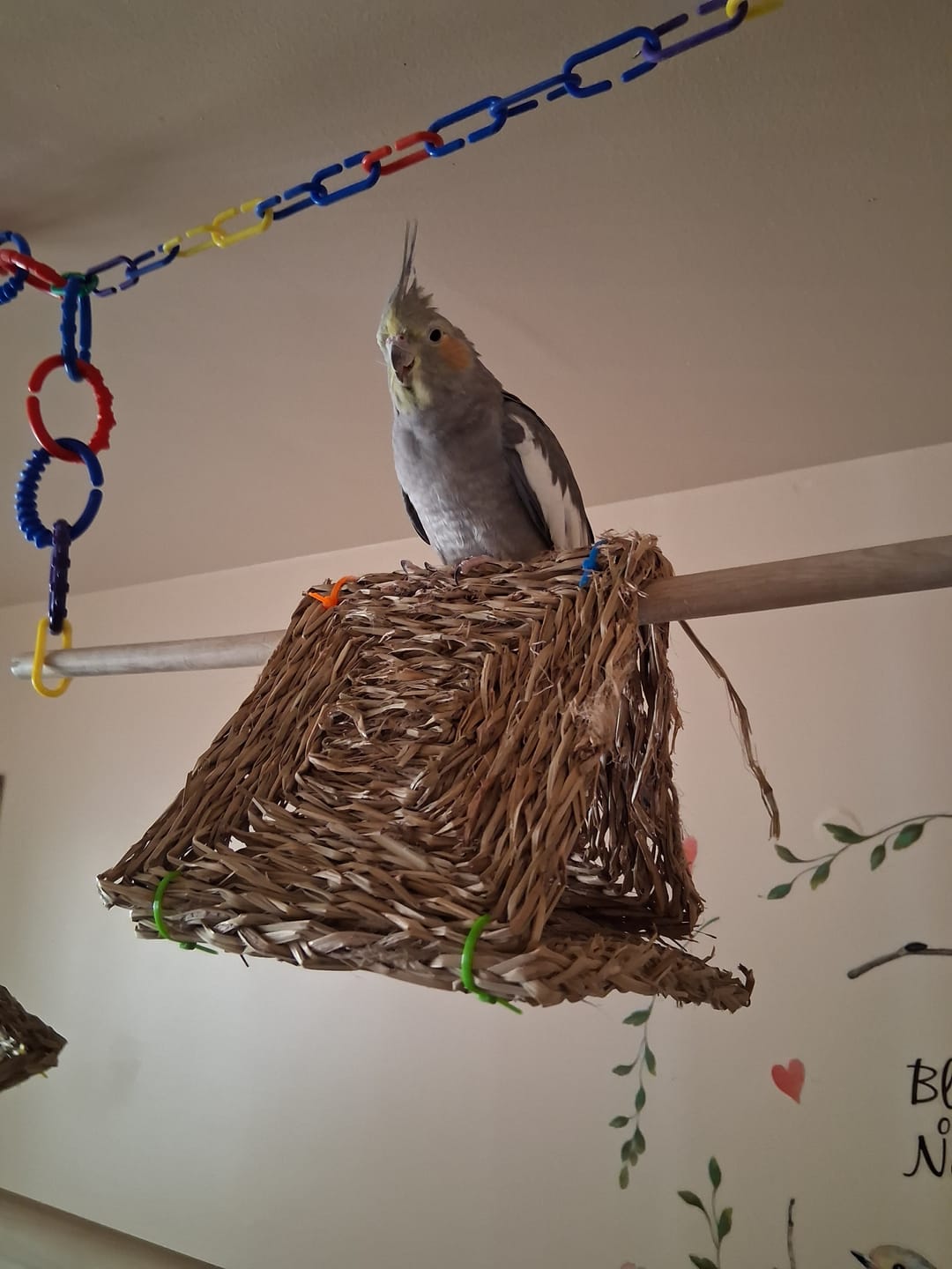 Customer photo review of 6" Woven Grass Mat