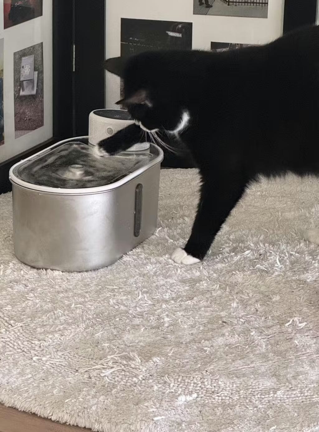 Customer photo review of Petbuds Flow Pet Drinking Fountain