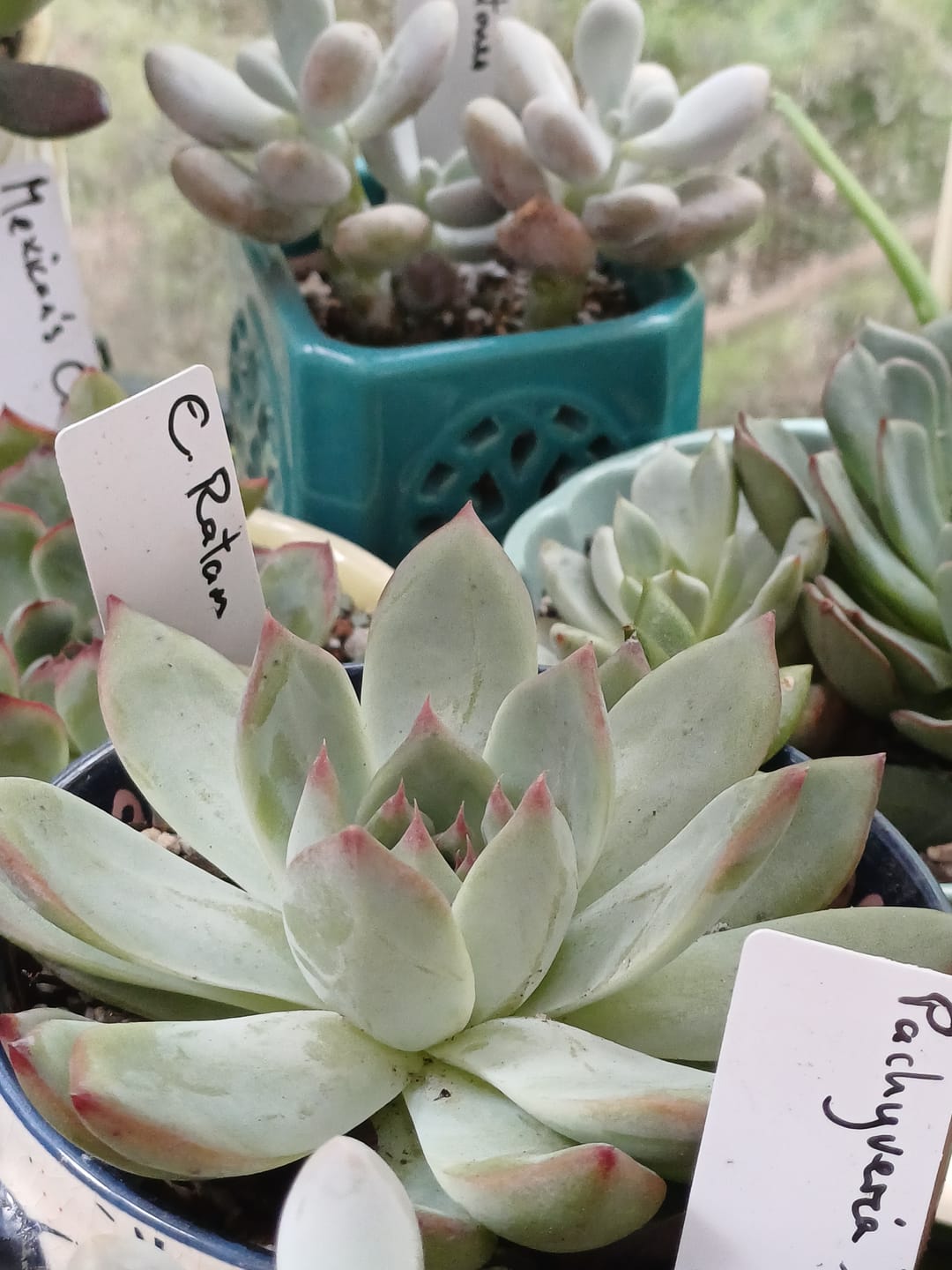 Customer photo review of Echeveria 'Ratam'